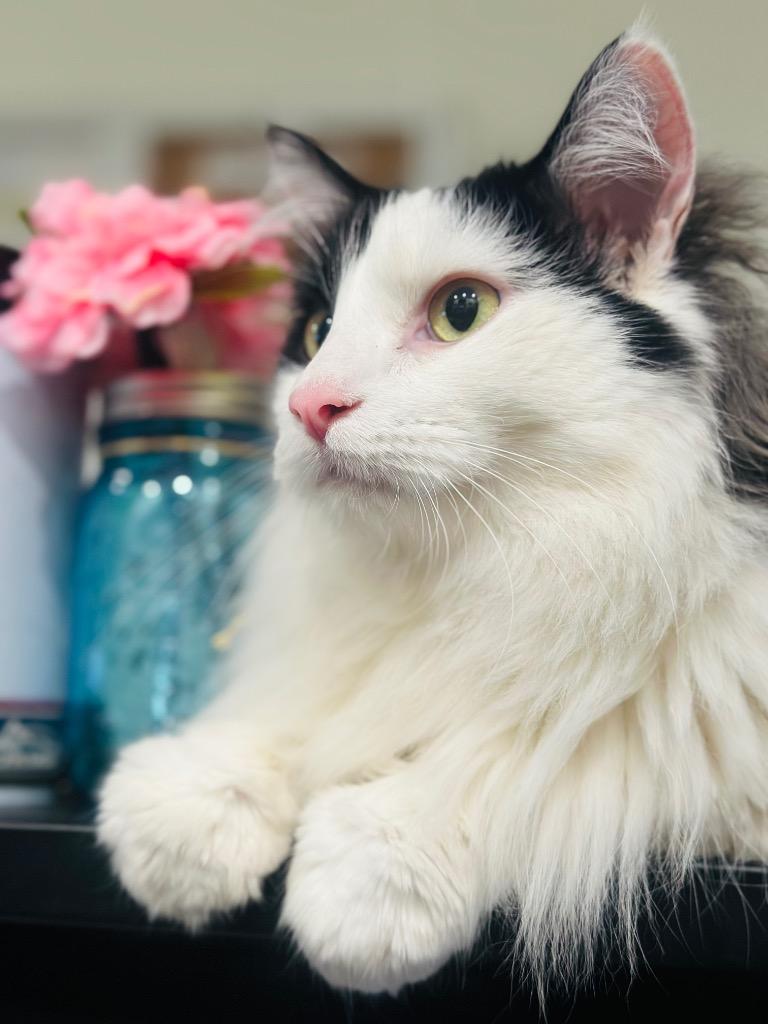 Enlarge Gus Gus, a Adoptable mixed breed in Boone, IA image 6/6