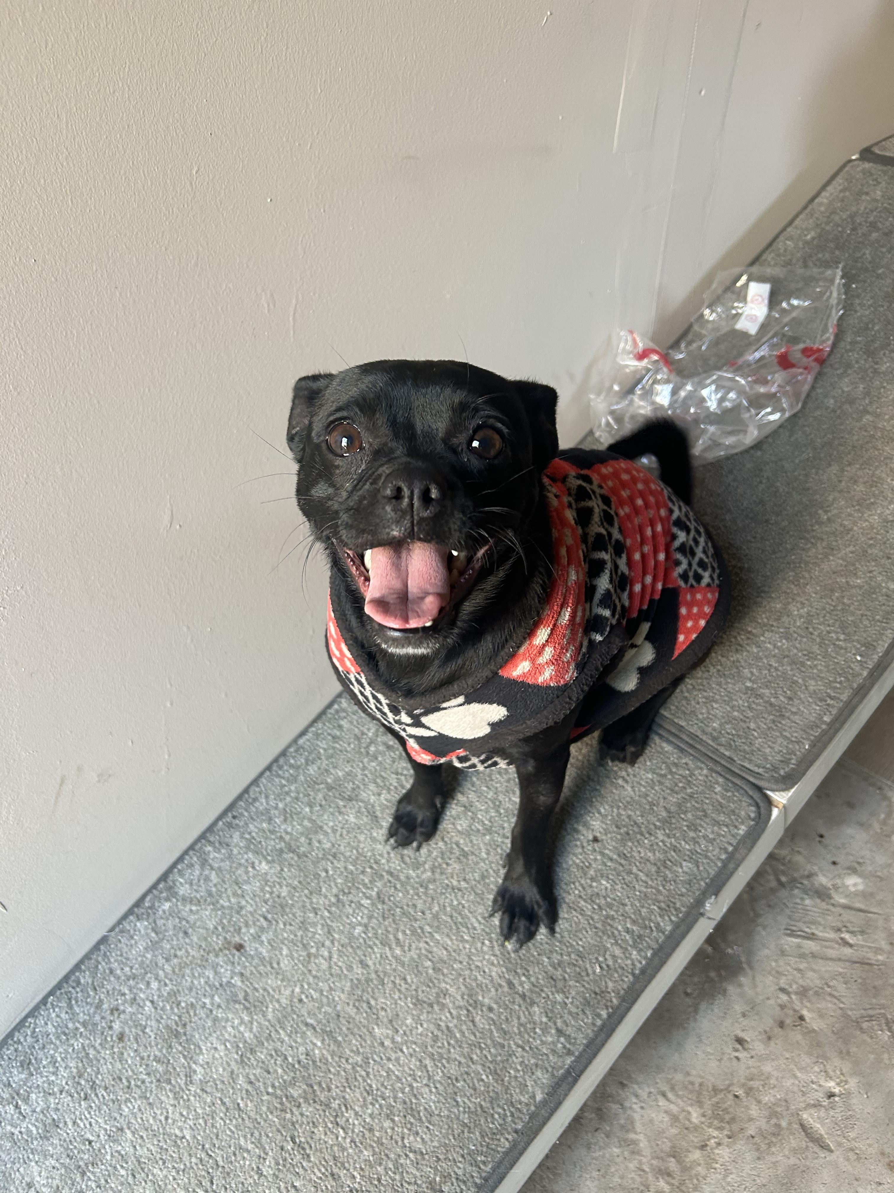 Chanel, an adopted mixed breed in Tijuana, BCN image 3/5
