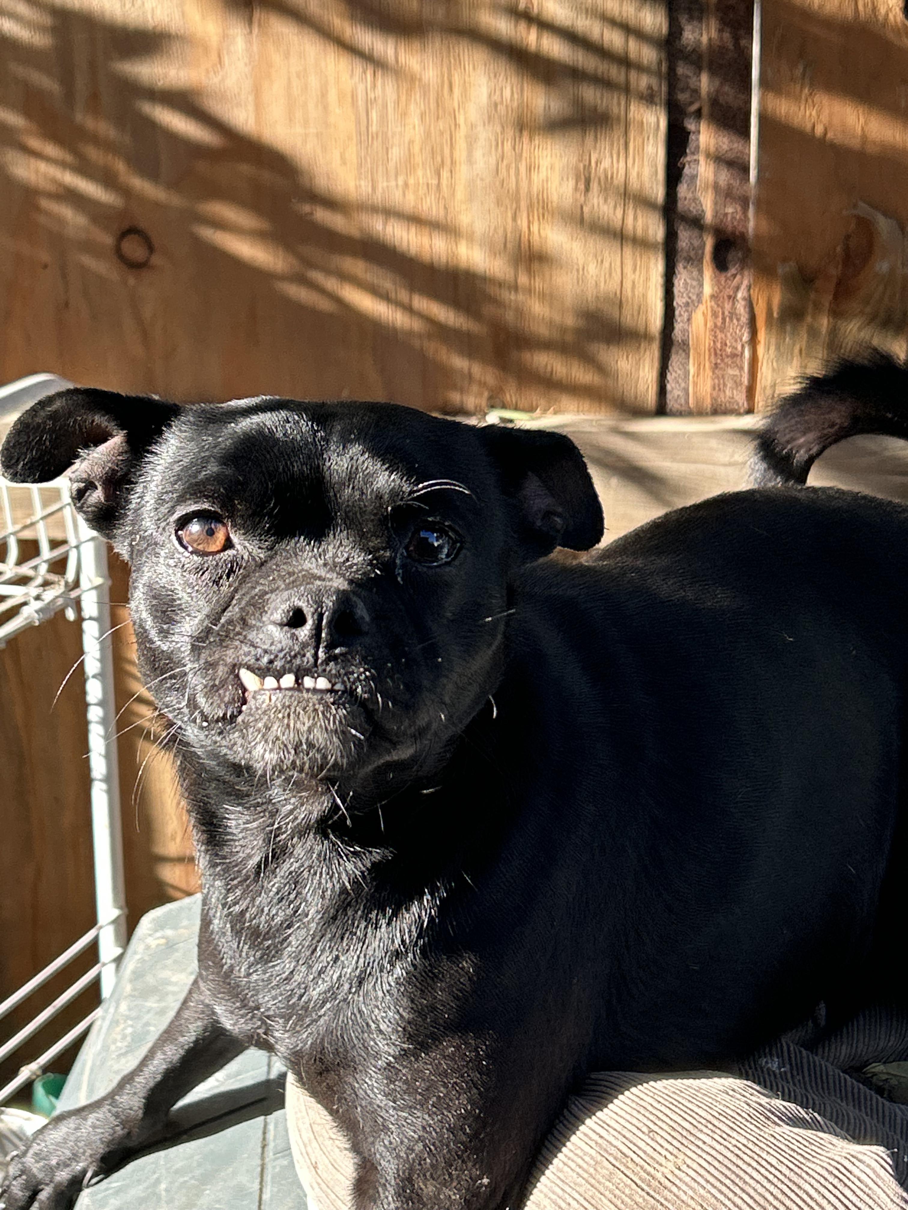Chanel, an adopted mixed breed in Tijuana, BCN image 5/5