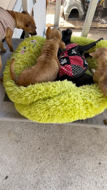 Enlarge Chanel, an adopted mixed breed in Tijuana, BCN video 4/5