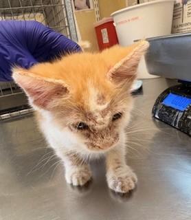 LUKE, Adoptable, Kitten Male Domestic Short Hair.