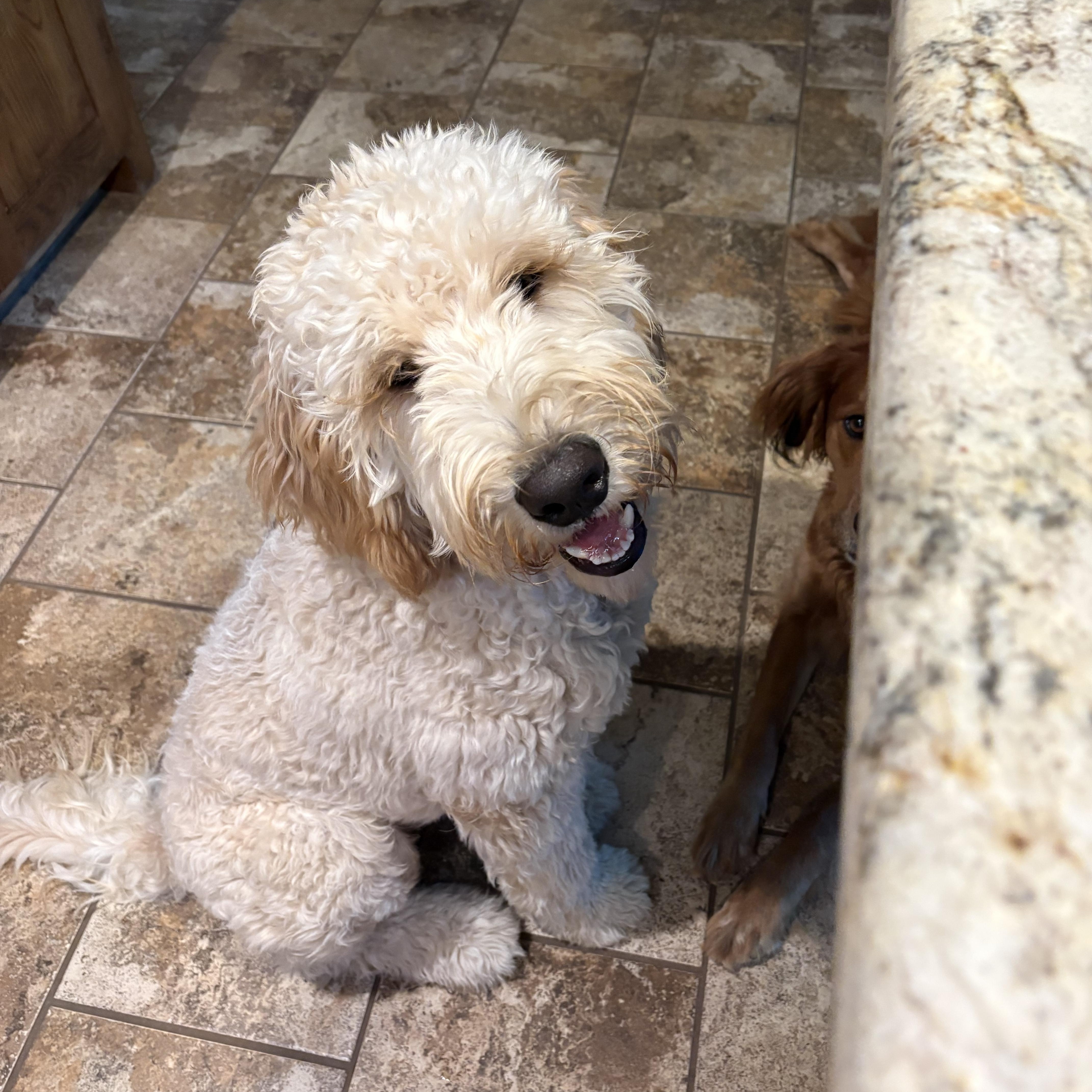 Simba, adopted, Young Male Goldendoodle.