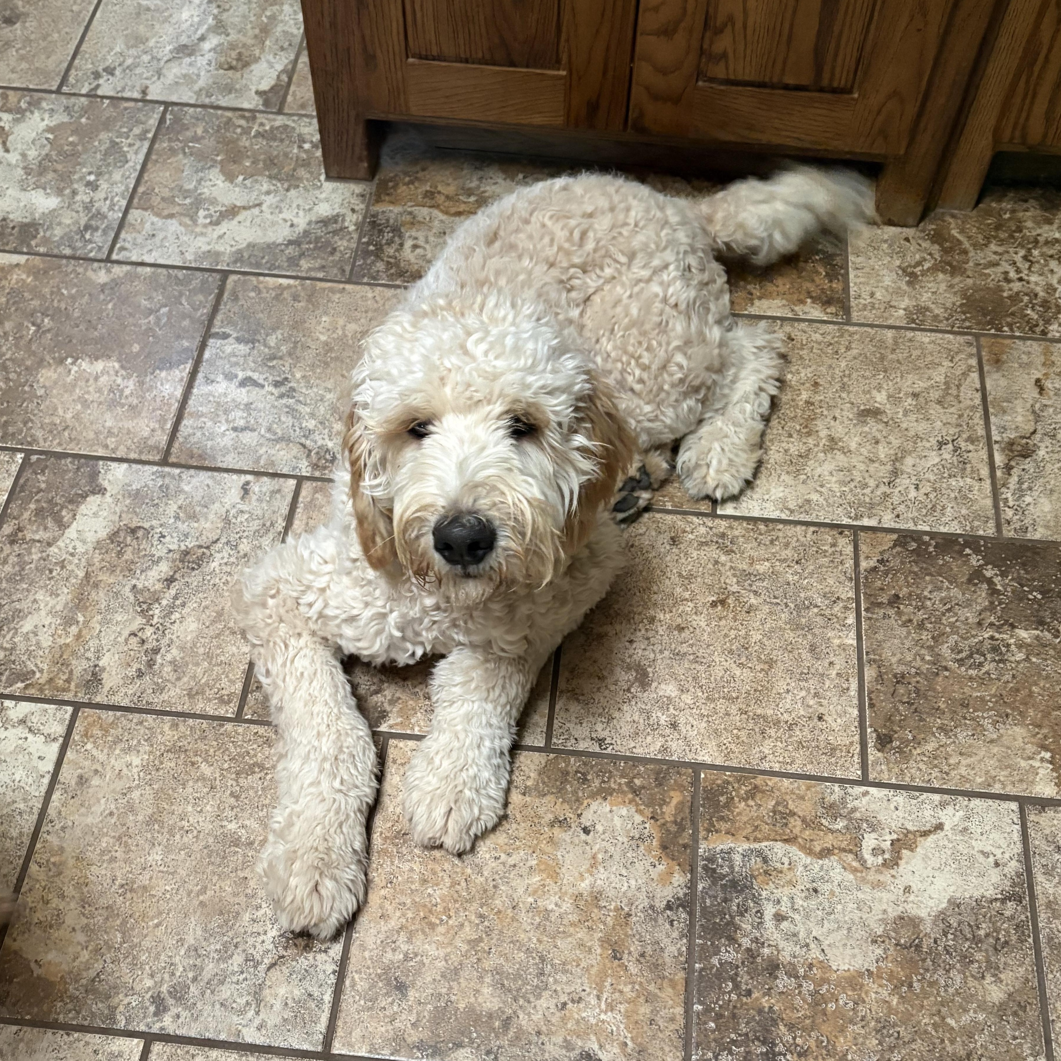 Simba, an adopted Goldendoodle in Coppell, TX image 2/2