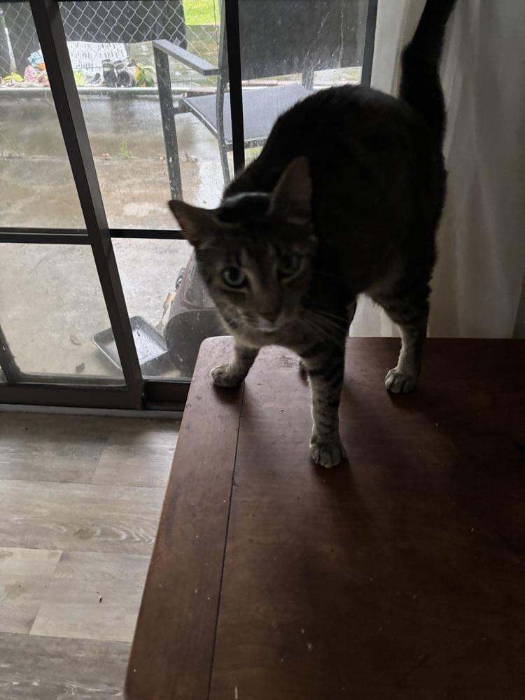 Enlarge Toadstool, a Adoptable Domestic Short Hair in Salisbury, NC image 1/3