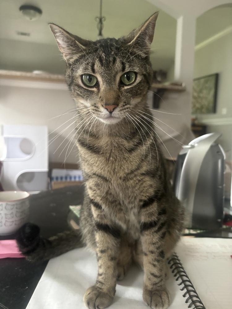 Enlarge Toadstool, a Adoptable Domestic Short Hair in Salisbury, NC image 2/3