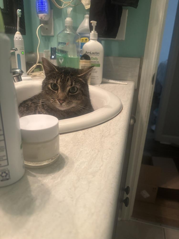 Toadstool, Adoptable, Adult Male Domestic Short Hair.