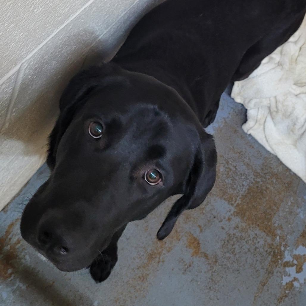 Enlarge Marvin, a Adoptable Mixed Breed in Duncan, OK image 1/5