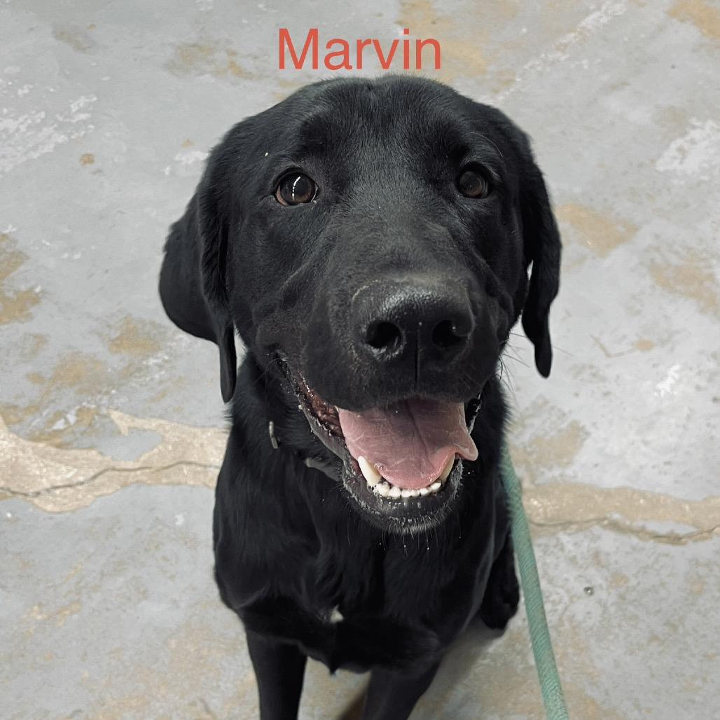 Enlarge Marvin, a Adoptable Mixed Breed in Duncan, OK image 3/5