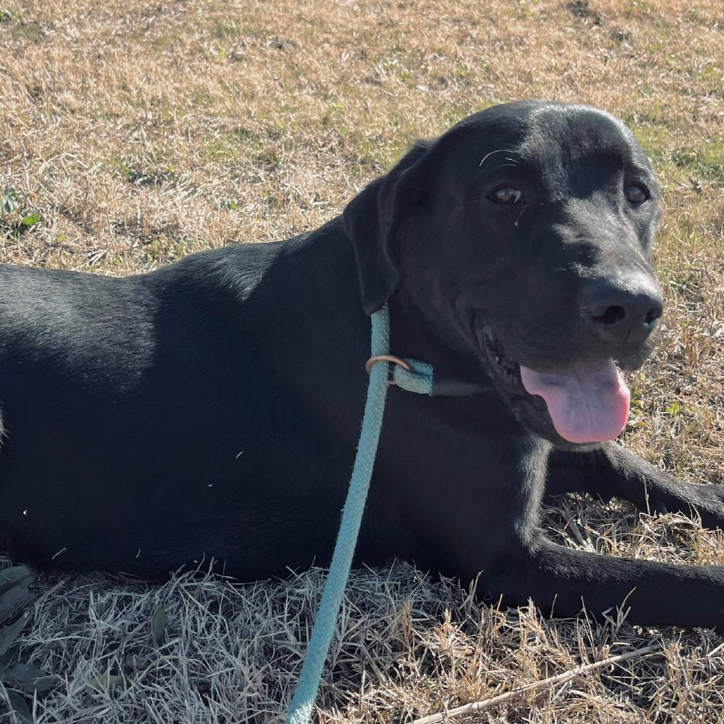 Enlarge Marvin, a Adoptable Mixed Breed in Duncan, OK image 5/5