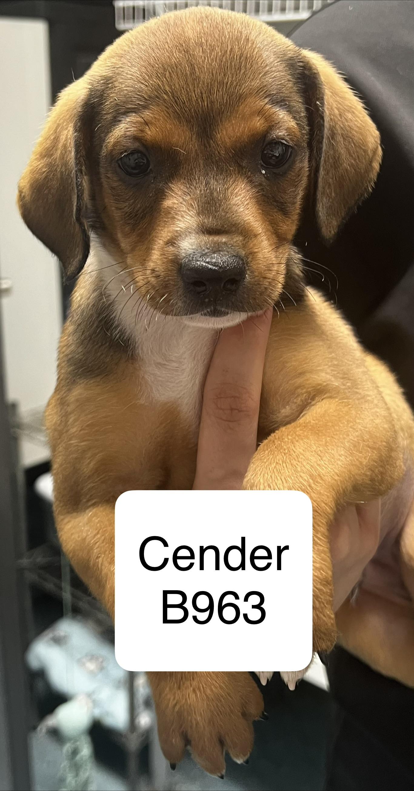 Cender, ADOPTABLE, Puppy Male Shih Tzu & Terrier.