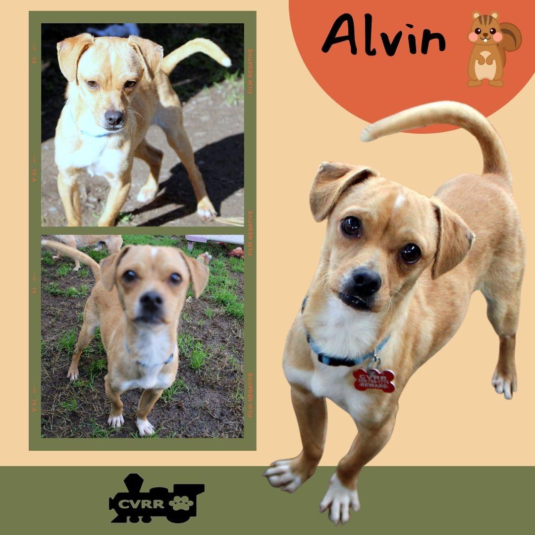 Alvin, Adoptable, Adult Male Chihuahua & Terrier.