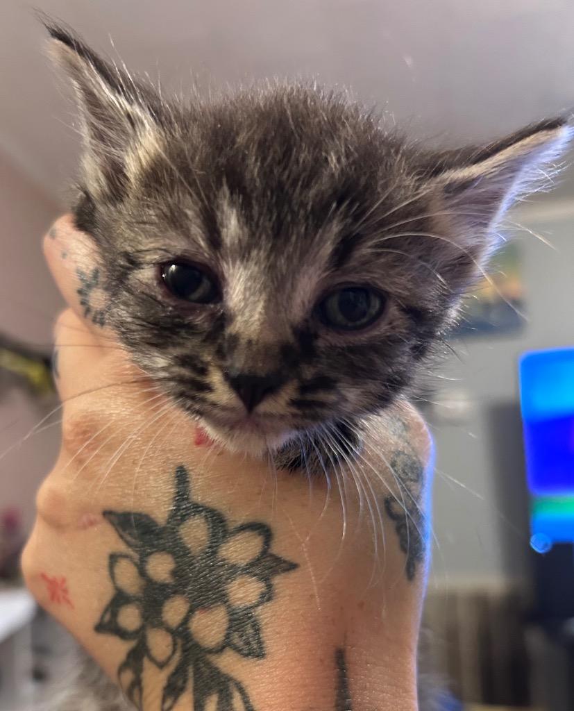 Katy Purry, Adoptable, Kitten Female Domestic Short Hair.