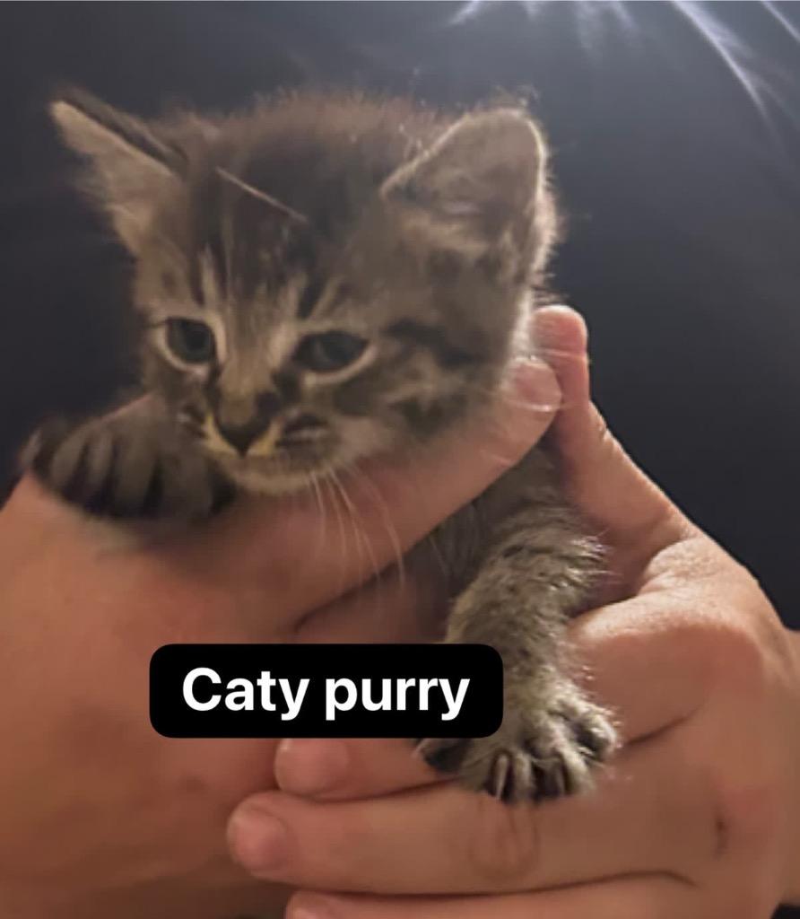 Katy Purry, a Adoptable mixed breed in Johnson City, TN image 2/5