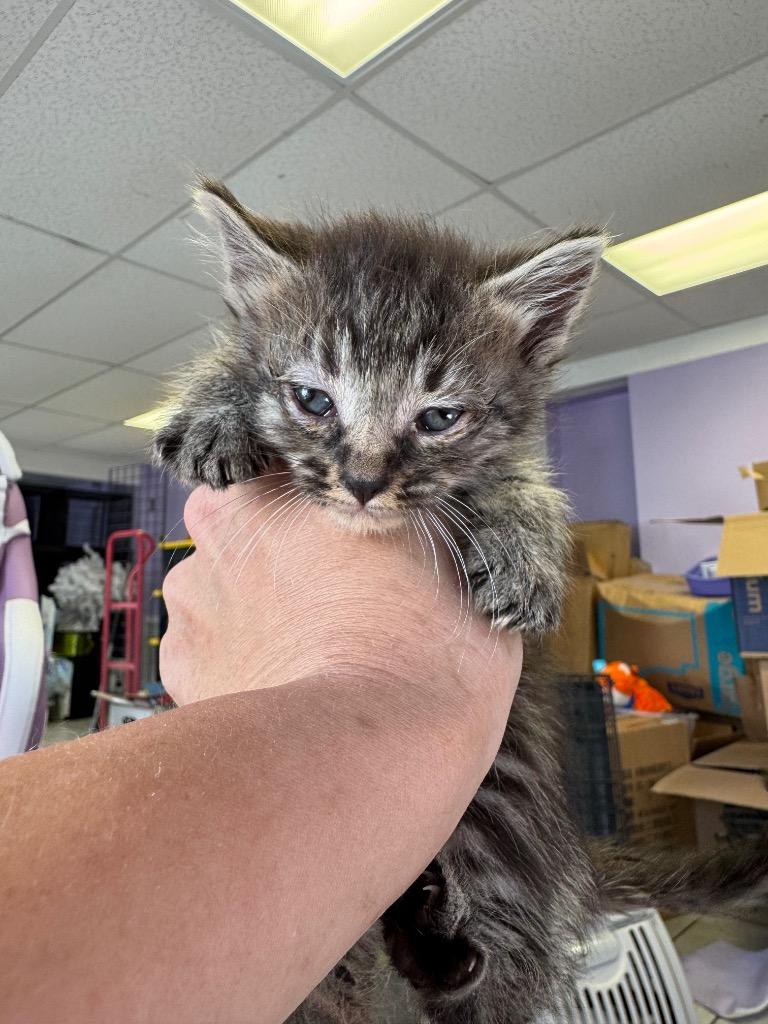 Katy Purry, a Adoptable mixed breed in Johnson City, TN image 3/5