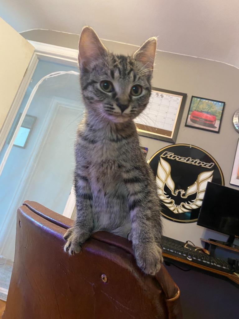 Katy Purry, a Adoptable mixed breed in Johnson City, TN image 4/5