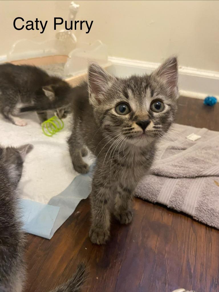 Katy Purry, a Adoptable mixed breed in Johnson City, TN image 5/5