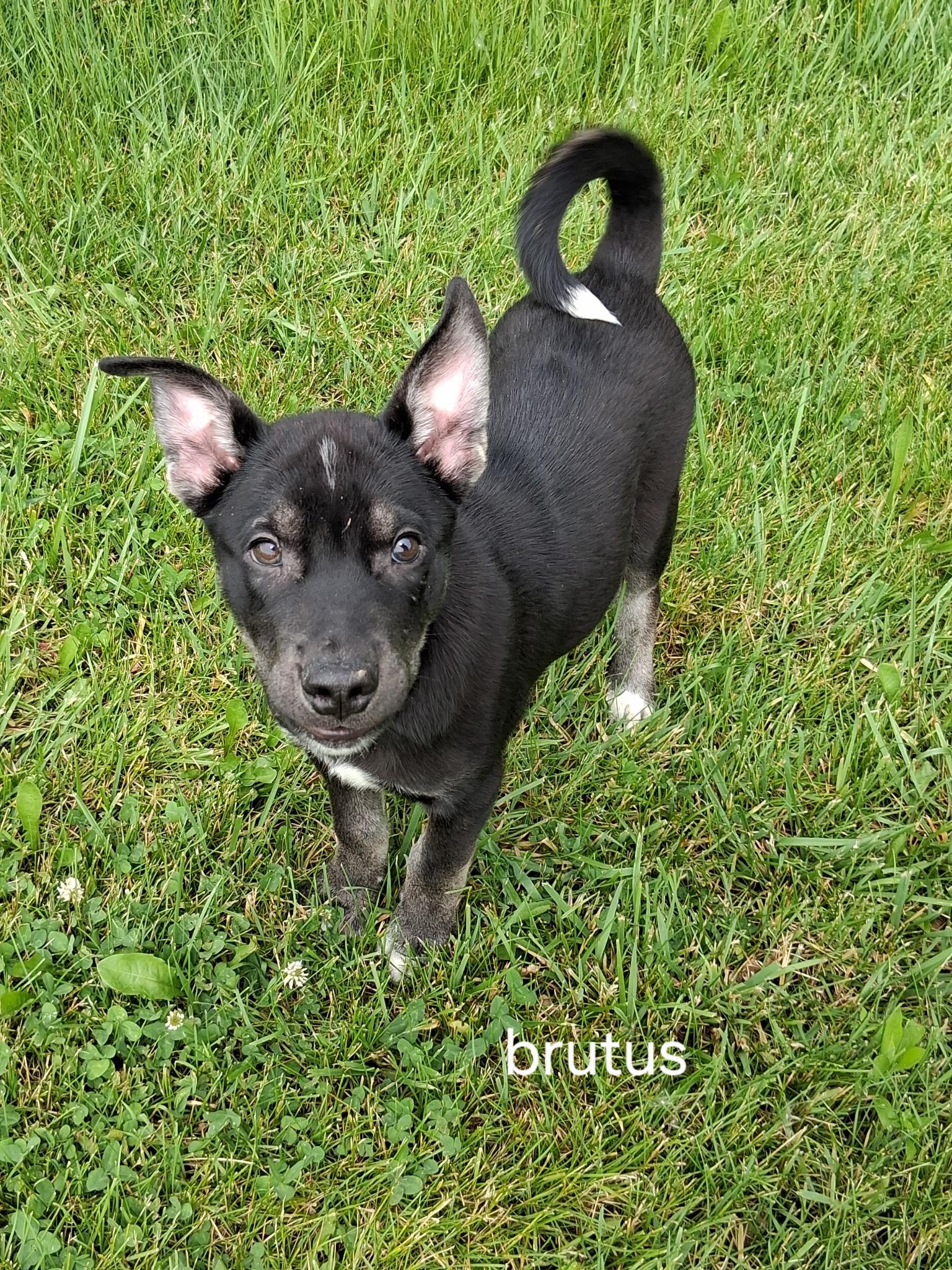 Brutus, a Adoptable mixed breed in Urbana, OH image 1/2
