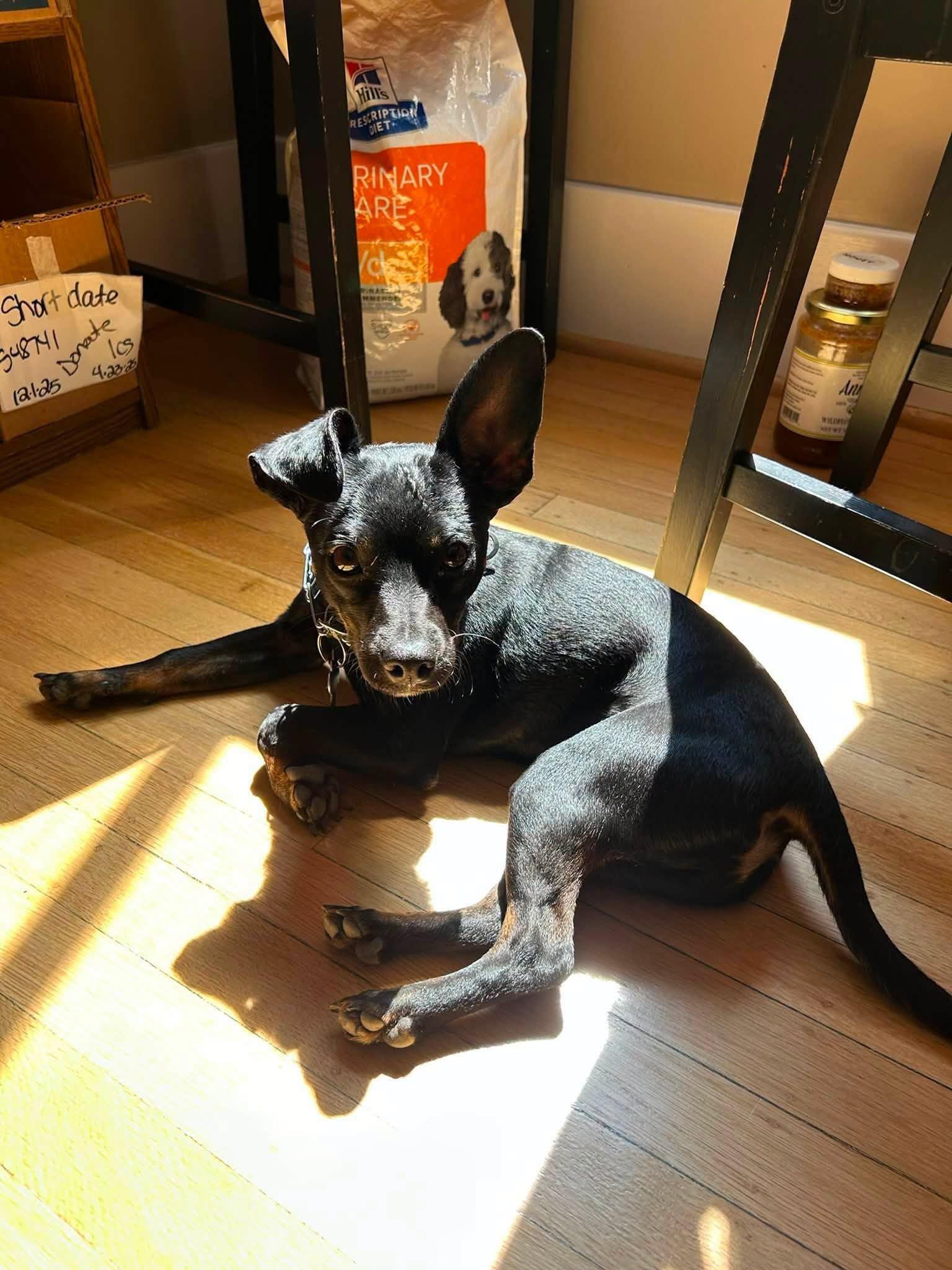 Azriel, ADOPTABLE, Young Male Chihuahua.