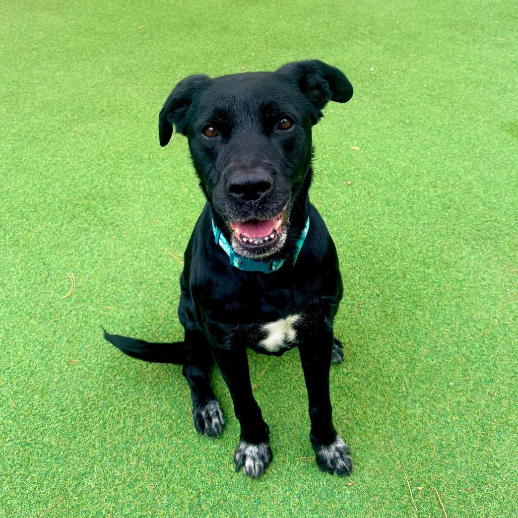 Enlarge Ophelia, a Adoptable Mixed Breed in Las Cruces, NM image 1/6