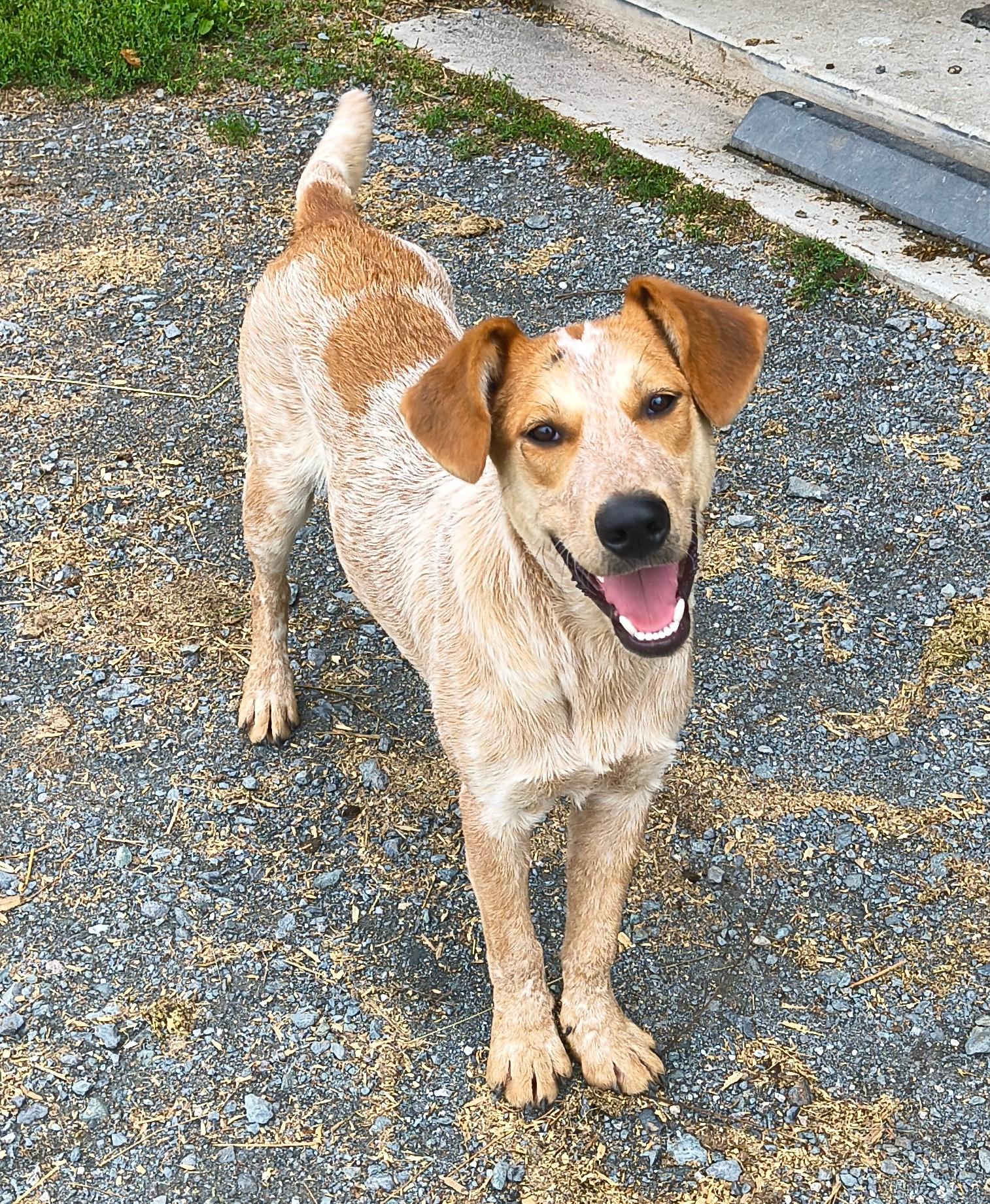 Cooper, ADOPTABLE, Young Male Australian Cattle Dog / Blue Heeler.