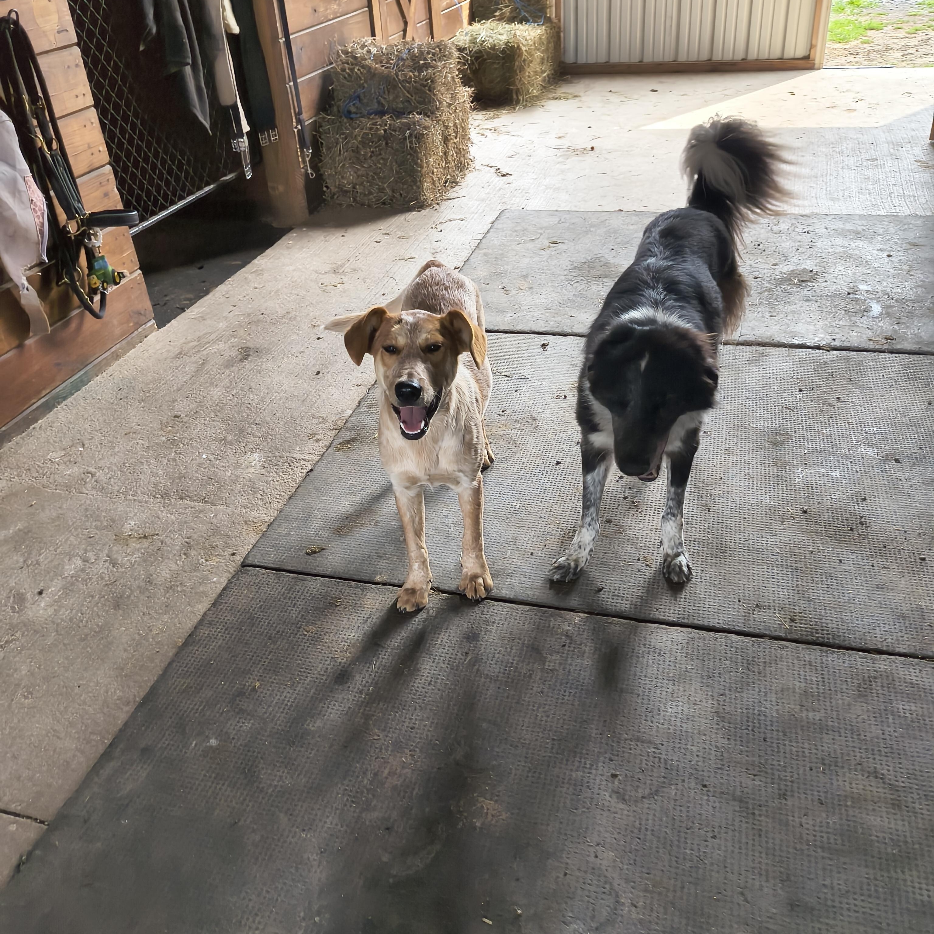 Cooper, a ADOPTABLE mixed breed in Littlestown, PA image 3/5