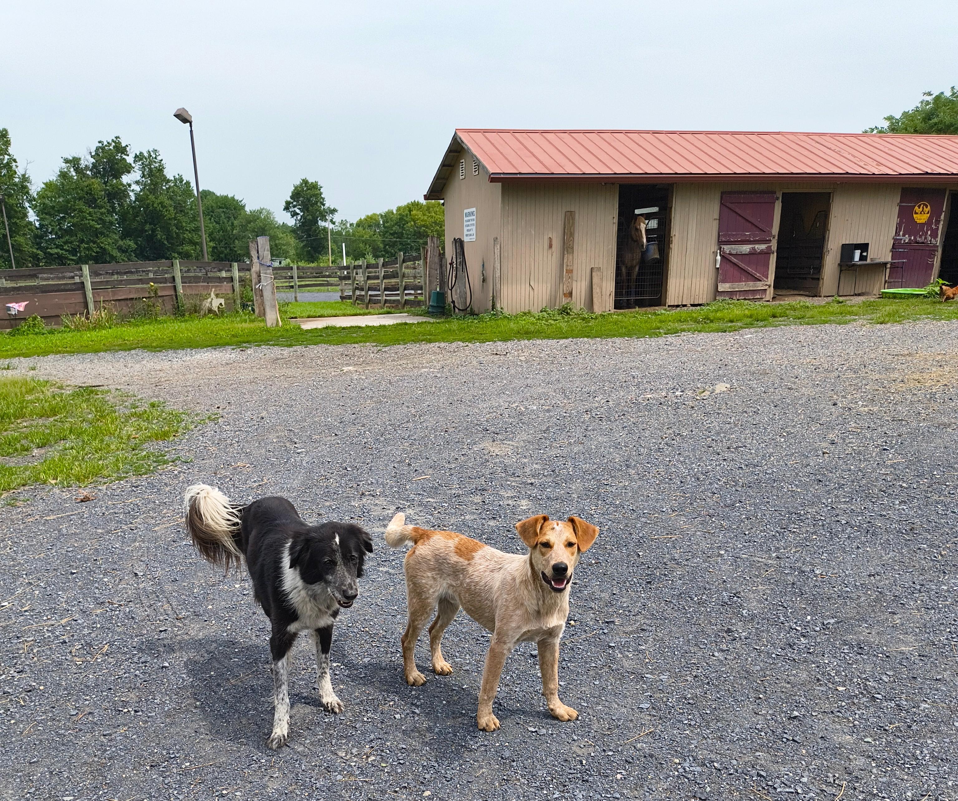 Cooper, a ADOPTABLE mixed breed in Littlestown, PA image 4/5