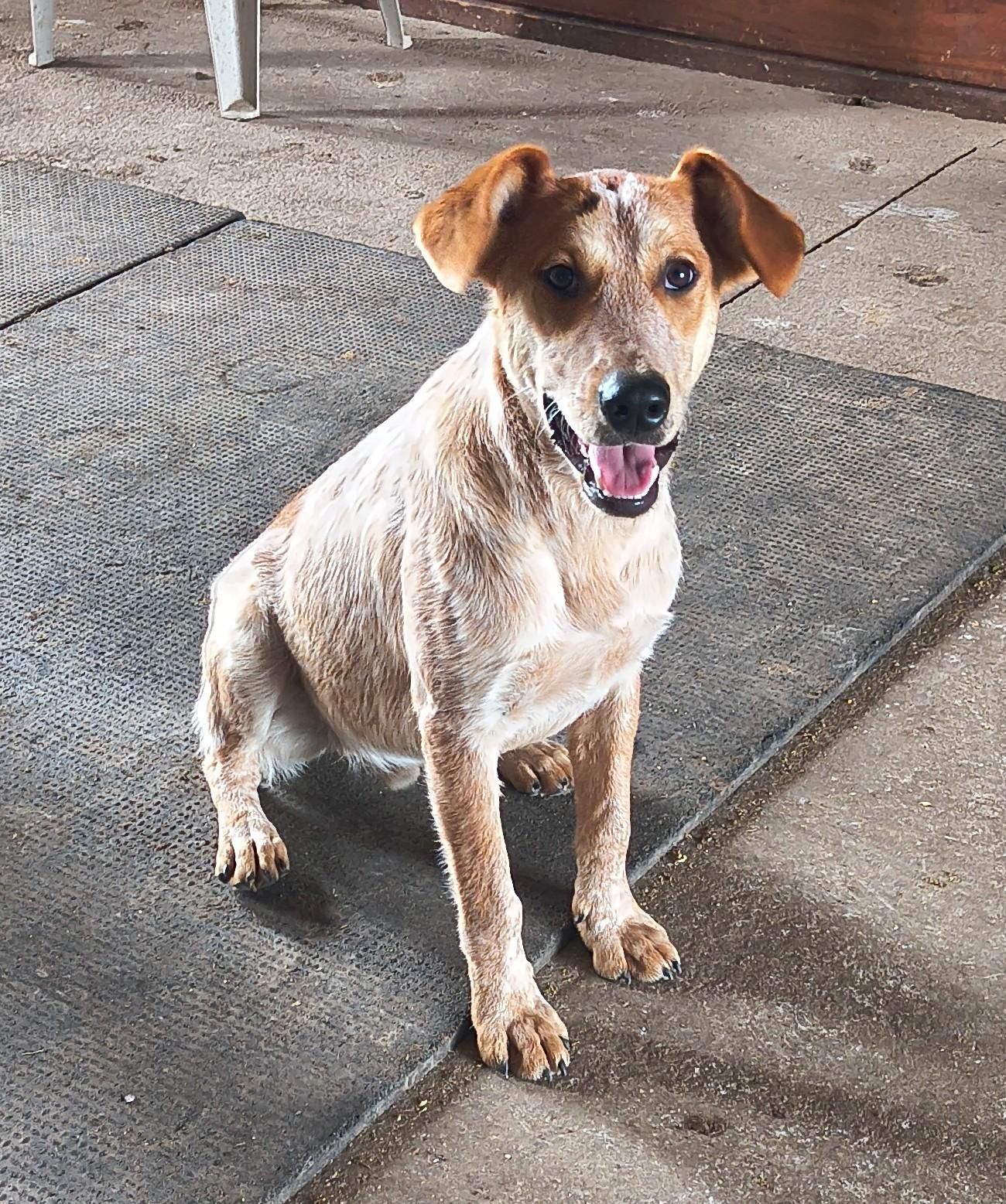Cooper, a ADOPTABLE mixed breed in Littlestown, PA image 2/5