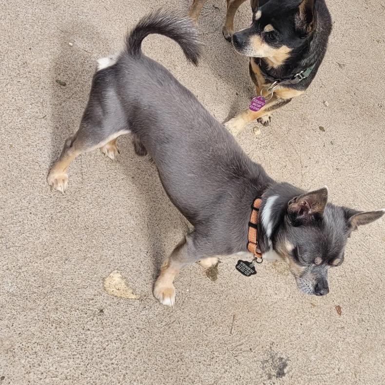 Samuel, Adoptable, Senior Male Chihuahua.