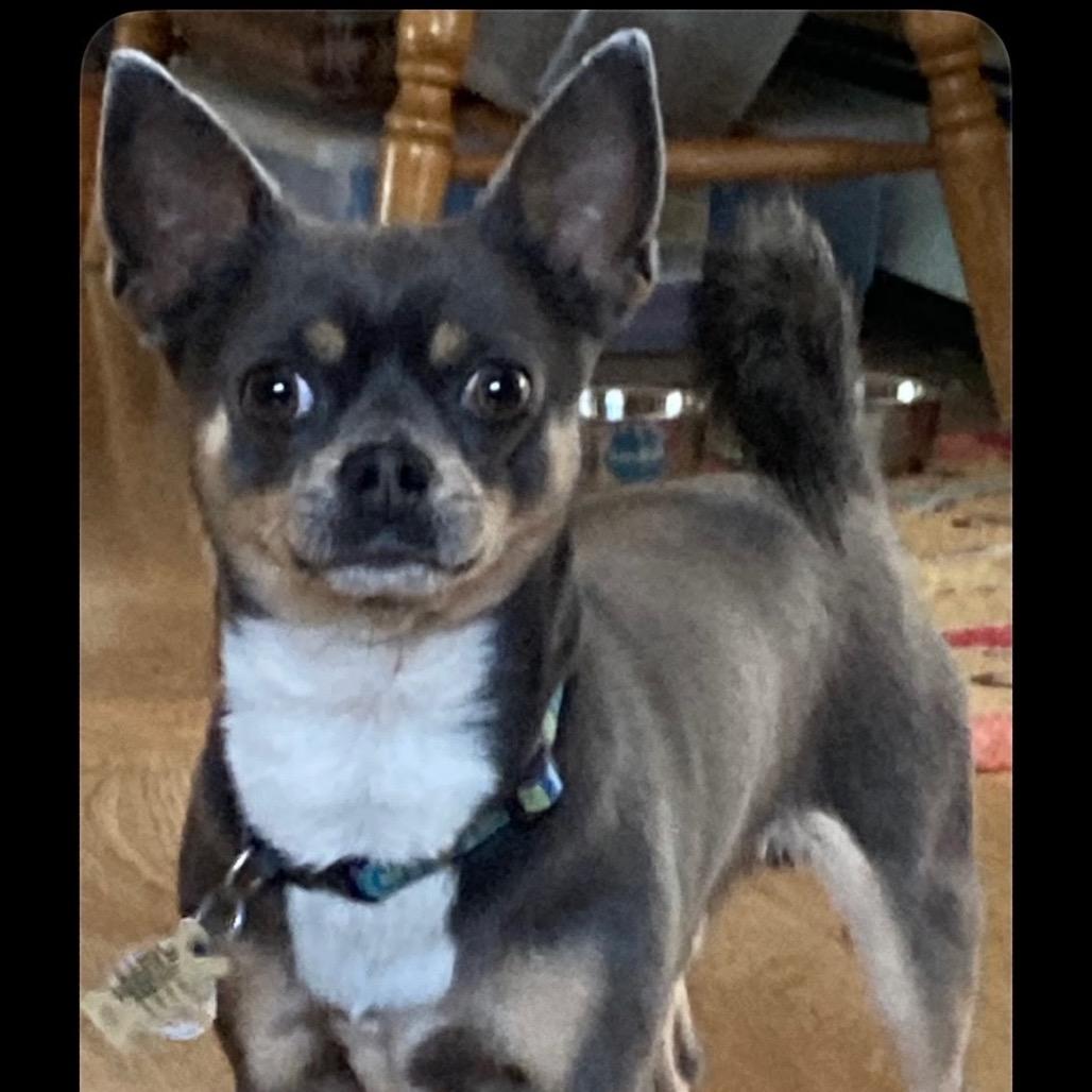 Enlarge Samuel, a Adoptable Chihuahua in Tunkhannock, PA image 2/3