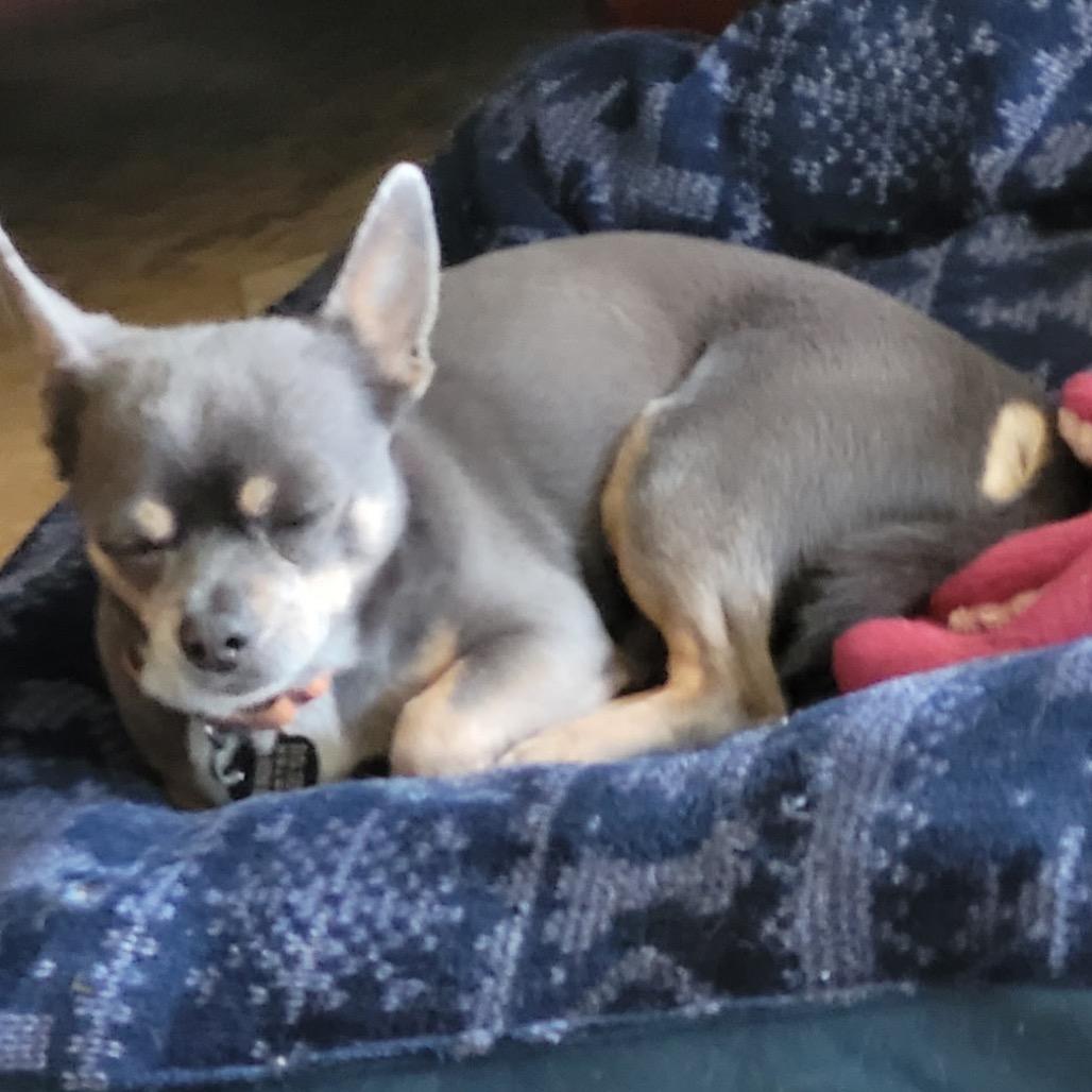 Enlarge Samuel, a Adoptable Chihuahua in Tunkhannock, PA image 3/3