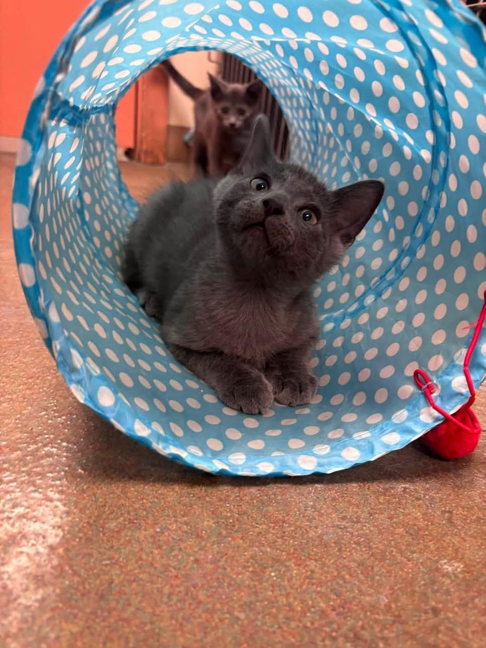 Enlarge Gravy, an adopted Domestic Short Hair in Steger, IL image 2/2