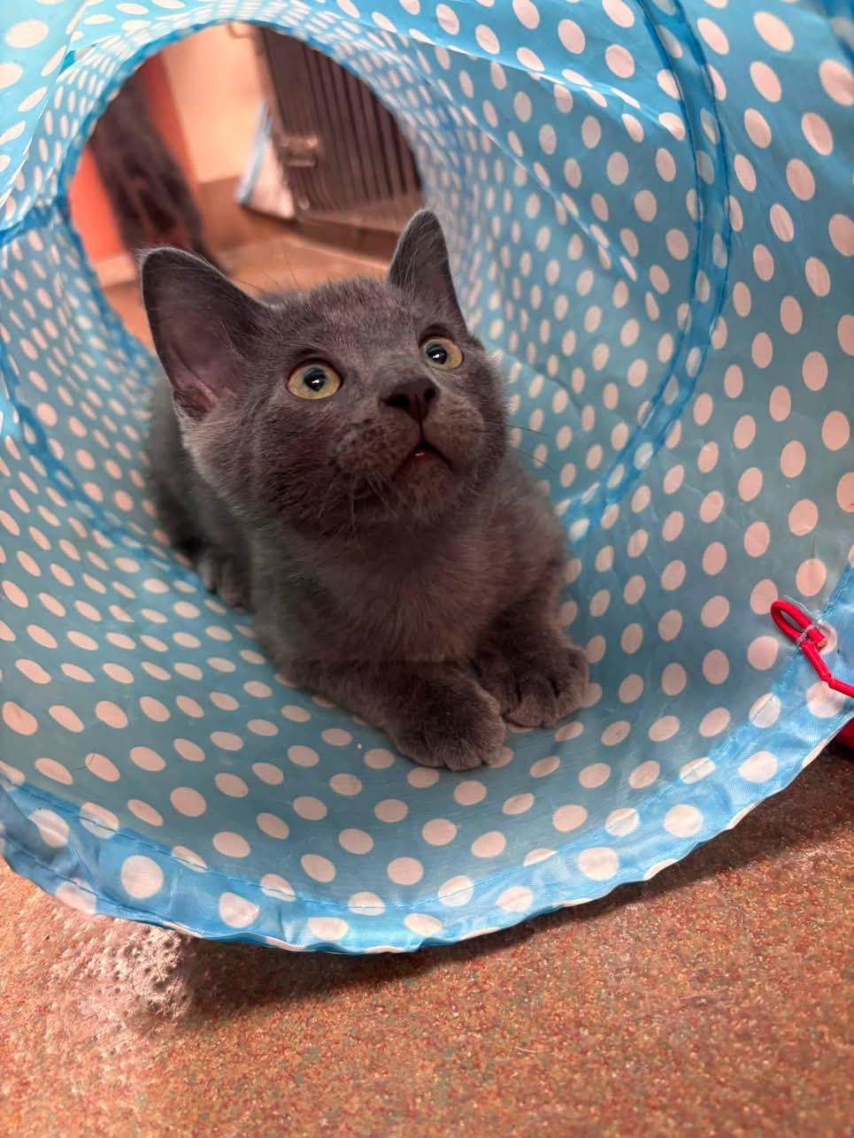 Enlarge Gravy, an adopted Domestic Short Hair in Steger, IL image 1/2