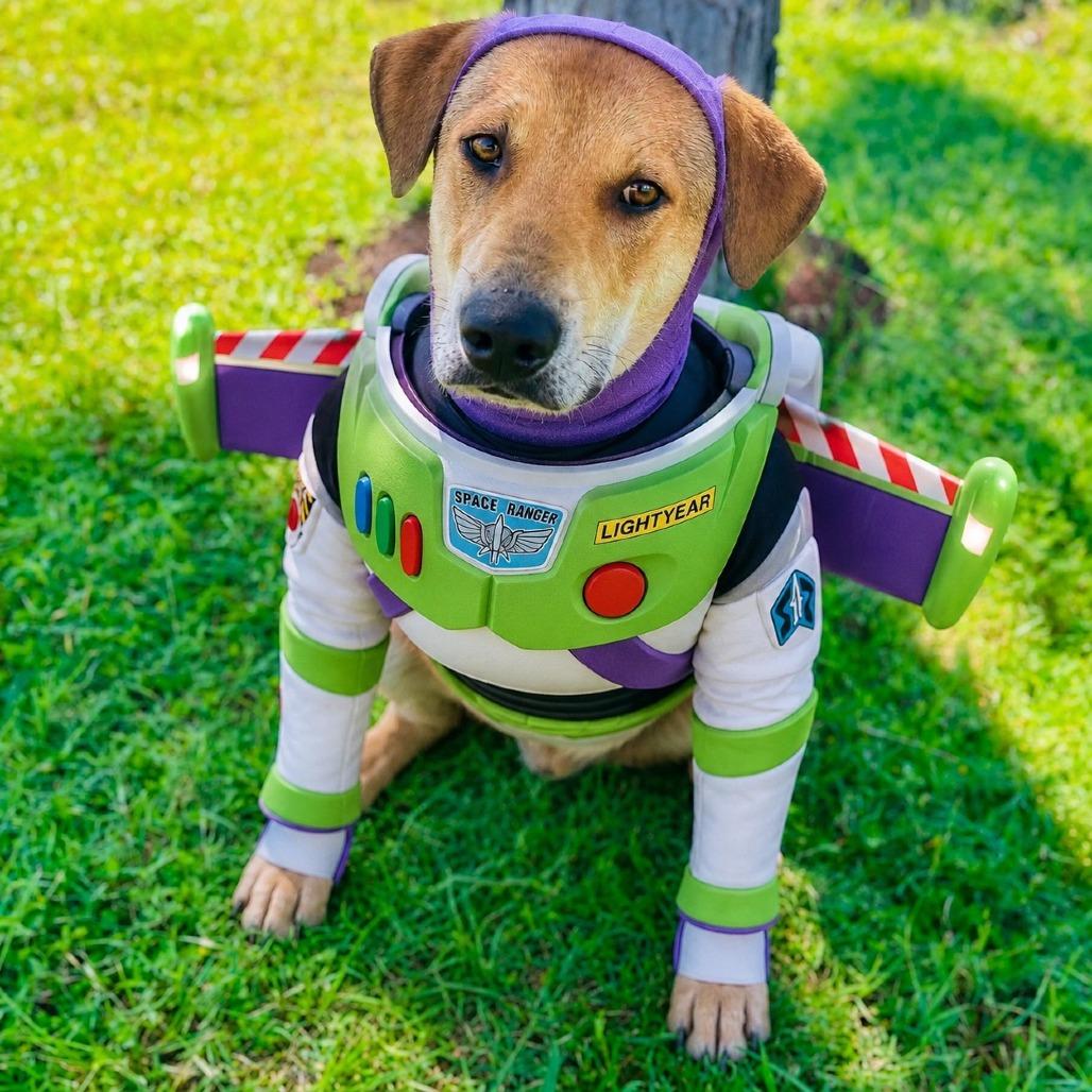 Buzz 26-05-073, Adoptable, Young Male Mixed Breed.
