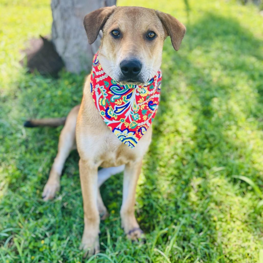 Enlarge Buzz 26-05-073, a Adoptable Mixed Breed in Bastrop, TX image 2/3