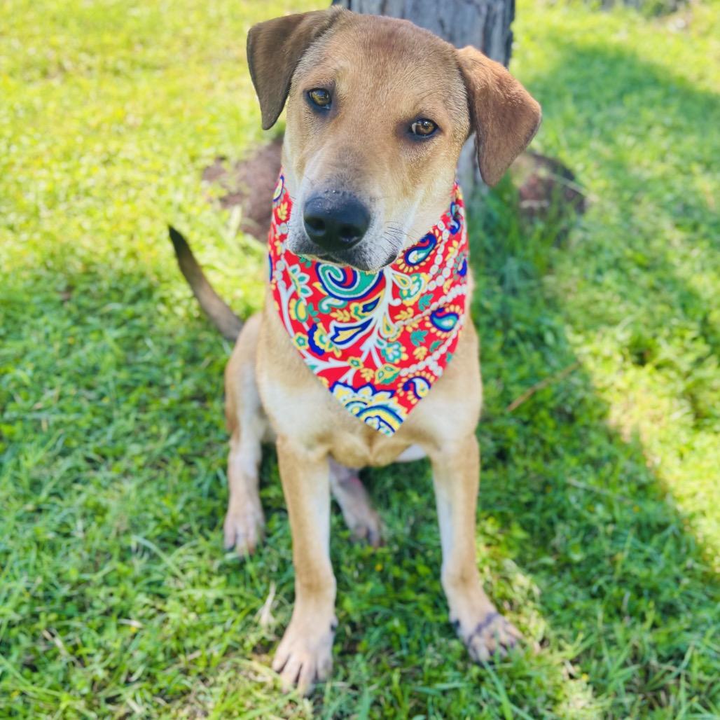 Enlarge Buzz 26-05-073, a Adoptable Mixed Breed in Bastrop, TX image 3/3