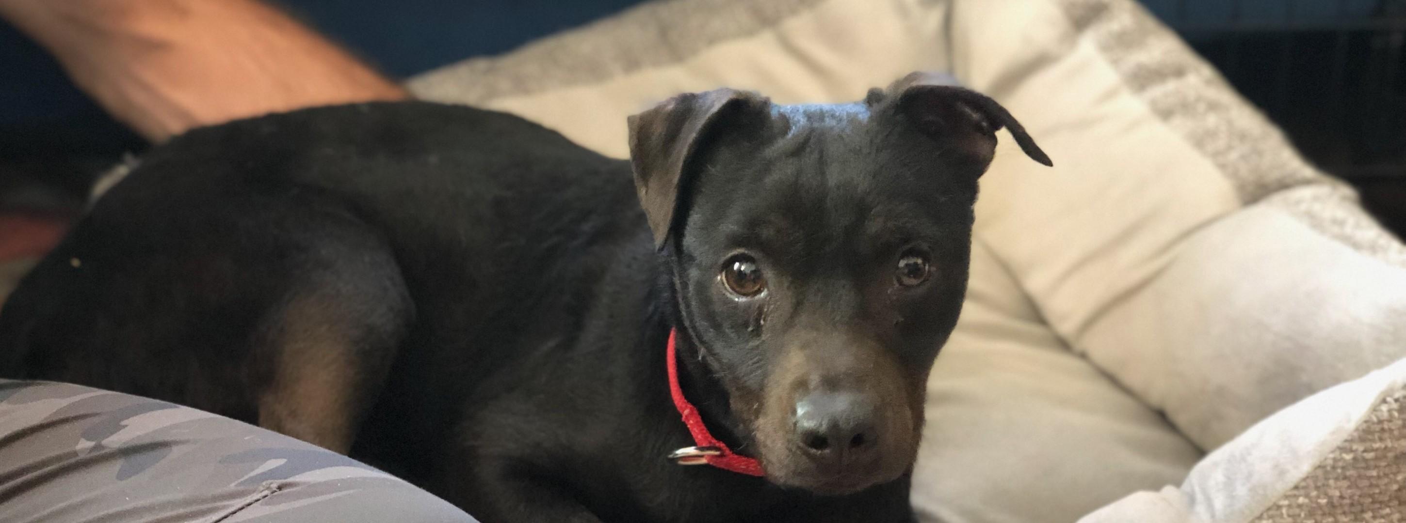 Nyx, a ADOPTABLE mixed breed in Wilmington, NC image 1/2