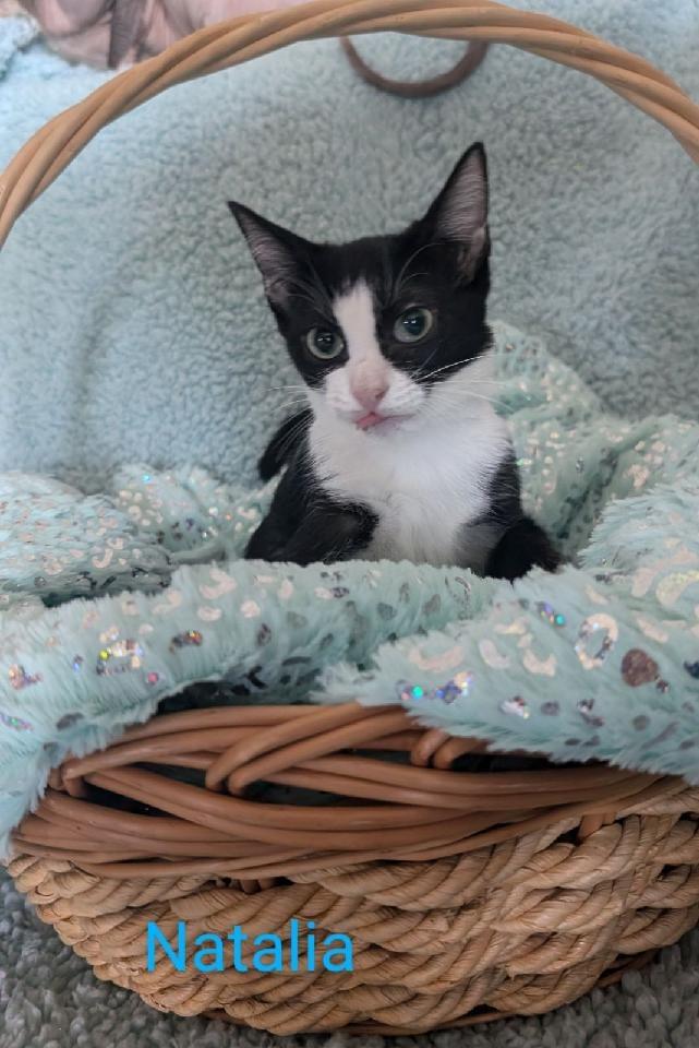 Enlarge Natalie, a Adoptable mixed breed in San Jacinto, CA image 1/1