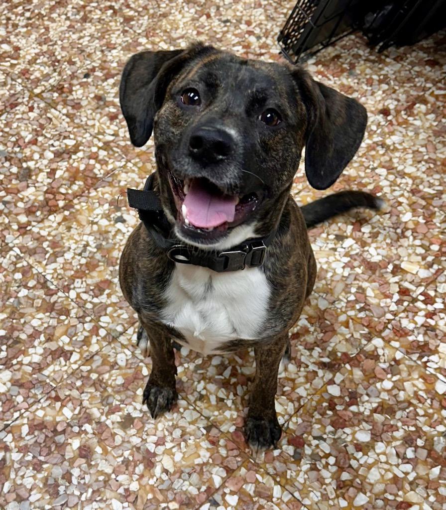 Enlarge Maple, a Adoptable mixed breed in Newnan, GA image 1/1