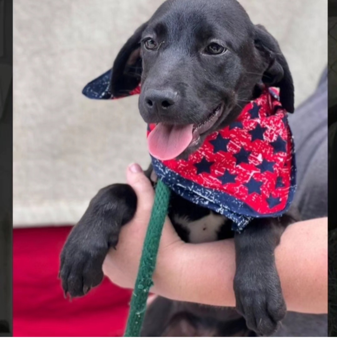 Chevy, Adopted, Puppy Male Black Labrador Retriever & Hound.