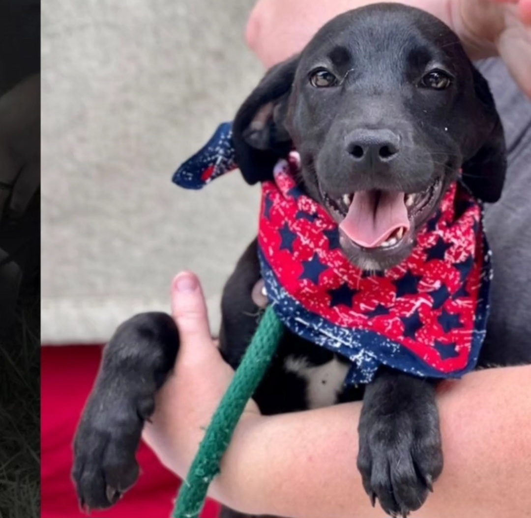 Enlarge Chevy, a Adopted mixed breed in Conway, SC image 2/4