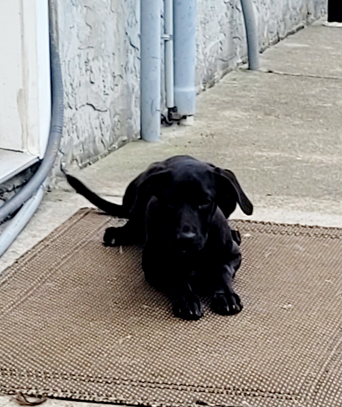 Enlarge Chevy, a Adopted mixed breed in Conway, SC image 3/4