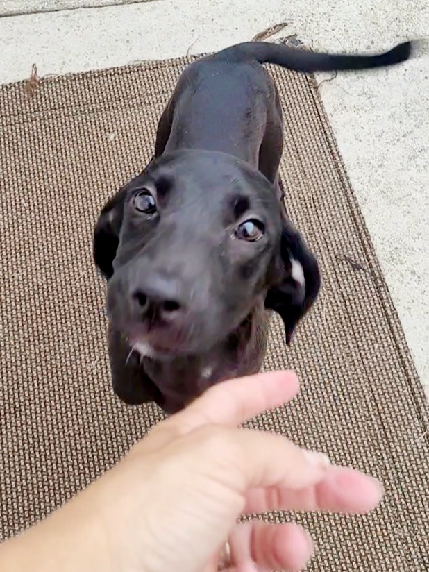 Enlarge Chevy, a Adopted mixed breed in Conway, SC image 4/4