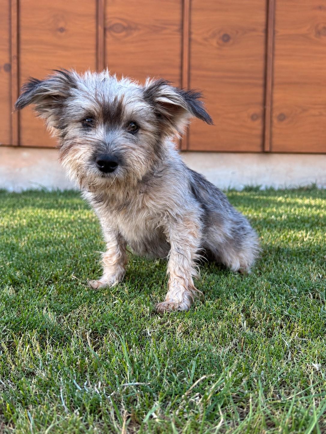 Enlarge Londyn, a Adoptable mixed breed in Helotes, TX image 1/3