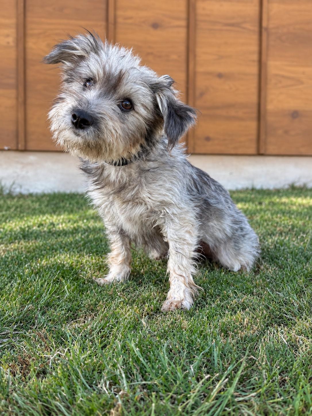 Enlarge Londyn, a Adoptable mixed breed in Helotes, TX image 2/3