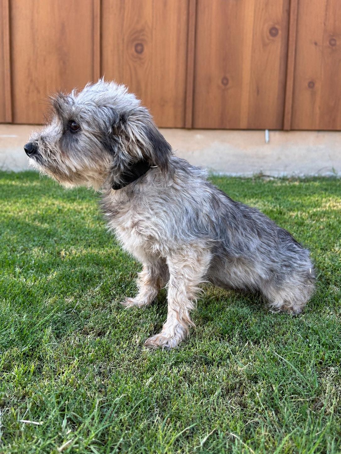 Enlarge Londyn, a Adoptable mixed breed in Helotes, TX image 3/3