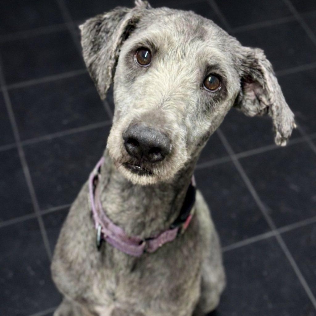 Enlarge Apollo, an adopted mixed breed in Battle Creek, MI image 1/1