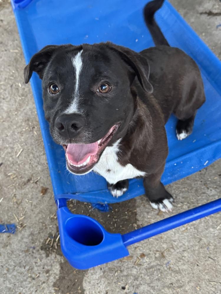 Mason, Adoptable, Young Male Terrier.
