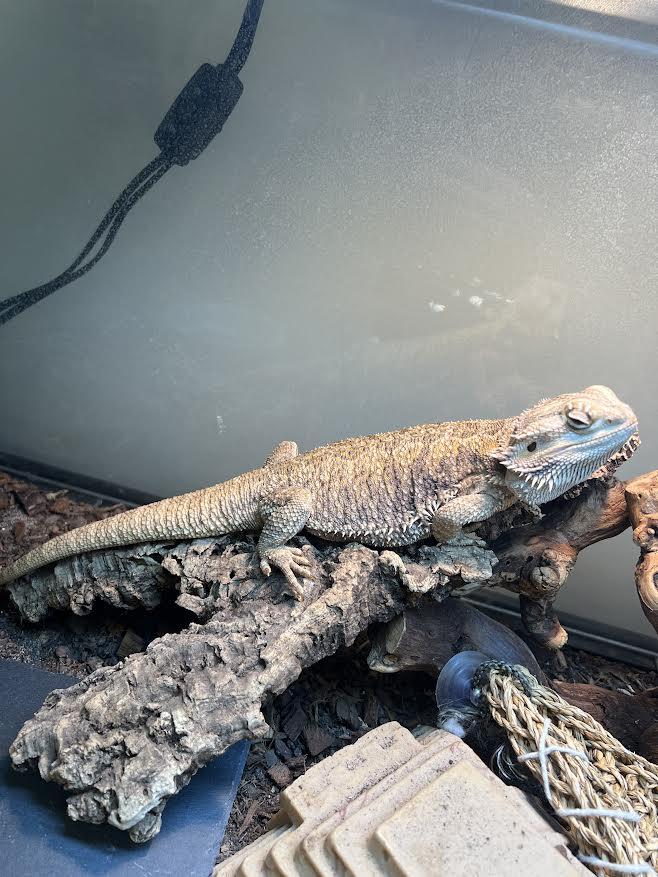 Stevie, a Adoptable Bearded Dragon in South Elgin, IL image 1/3