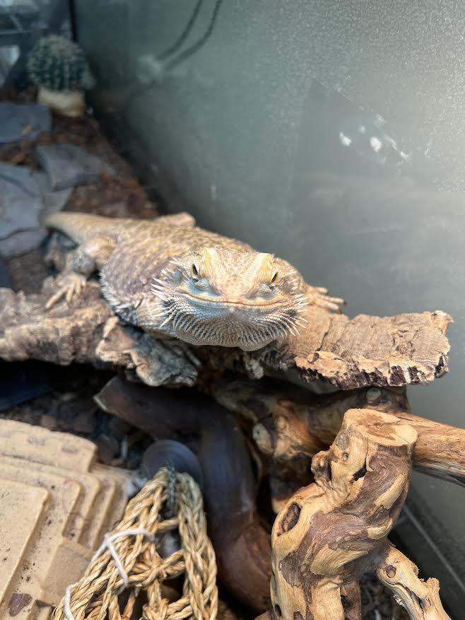 Stevie, a Adoptable Bearded Dragon in South Elgin, IL image 2/3
