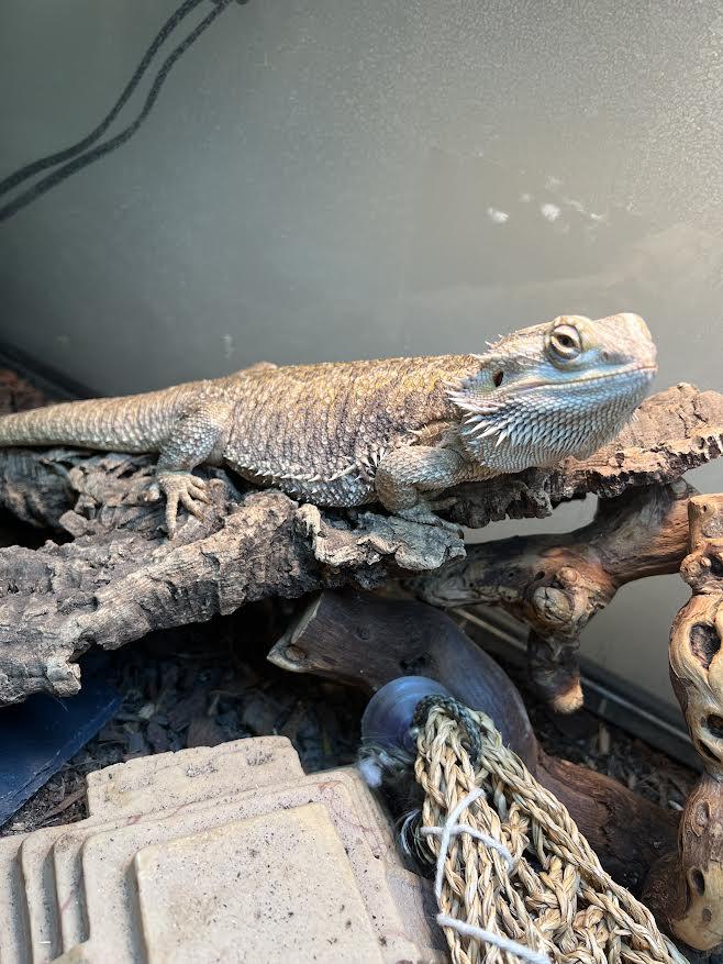 Stevie, a Adoptable Bearded Dragon in South Elgin, IL image 3/3